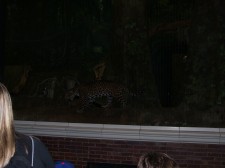 jaguar.JPG"